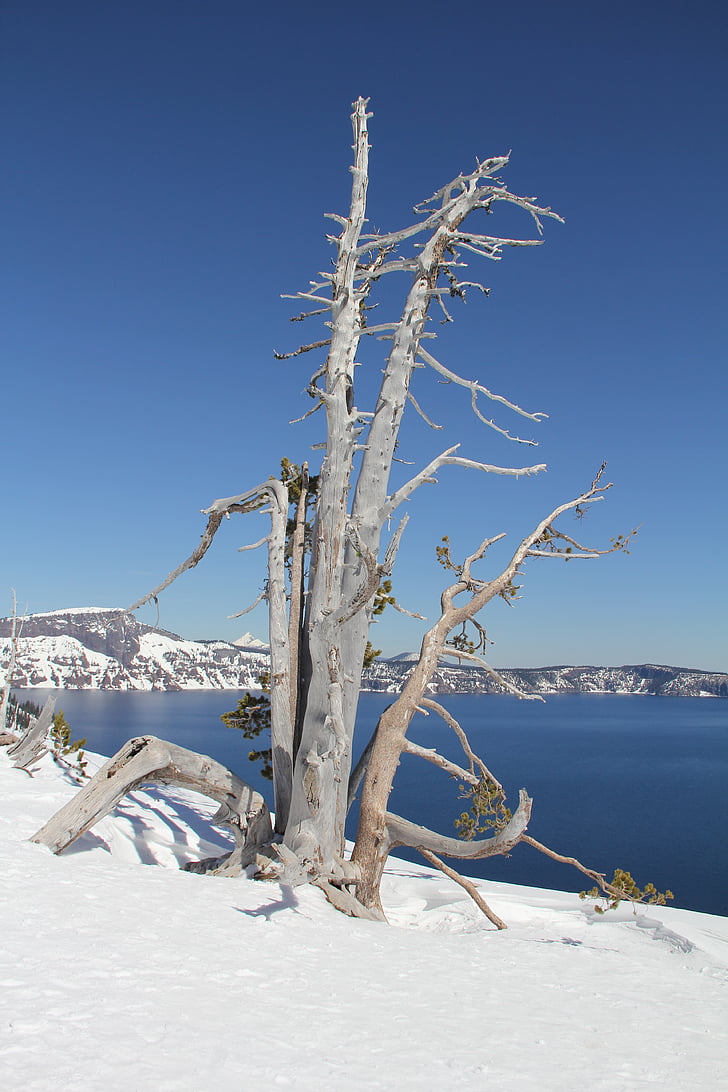 сняг, дърво, кратер, езеро, зимни, природата, студено