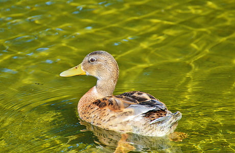 ducks, young duck, waterfowl, bird, poultry, animal, meadow