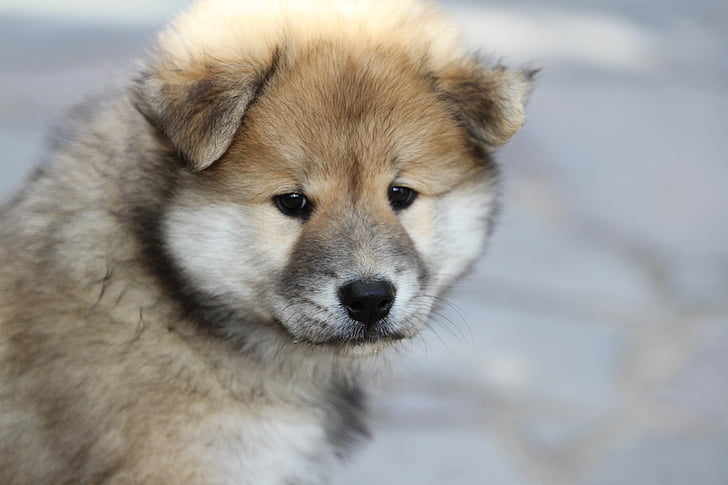 Eurasiër pup, hond, dierlijke foto, huisdier, jonge, puppy, één dier