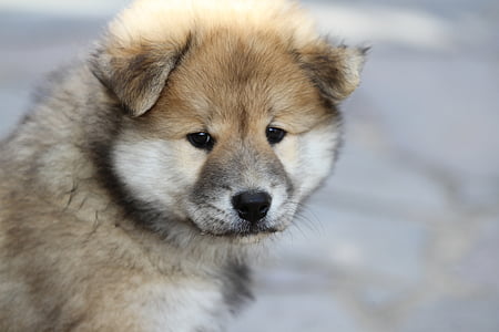 eurasier puppy, dog, animal photo, pet, young, puppy, one animal