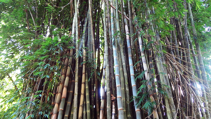 bambú, arbreda de bambú, bambús