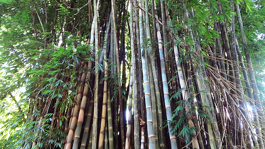 bambus, bambusový háj, bambusy