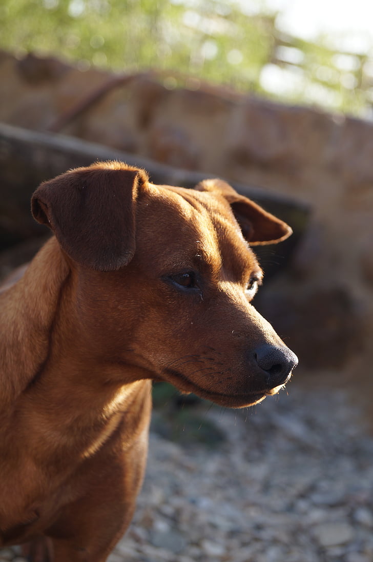 dog, brown, domestic, nose, small