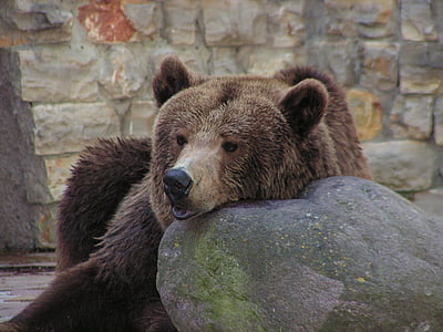 urso, jardim zoológico, urso pardo, predador, cerco de urso