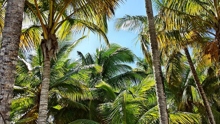 Palma, Palme, Palm, kokosnötter