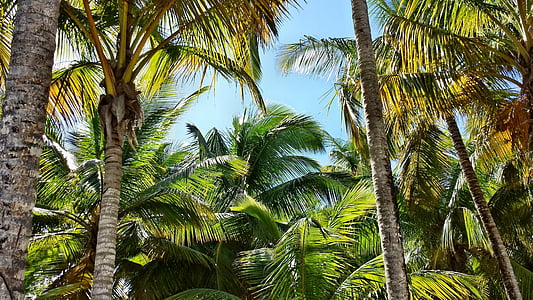 palma, palme, palm, coconuts