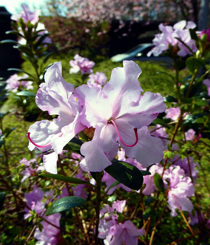 Rhododendron a fleuri, Rose, printemps, fermer, nature, fleur, plante