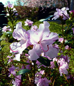 Rhododendron uzziedēja, rozā, Pavasaris, aizveriet, daba, puķe, augu