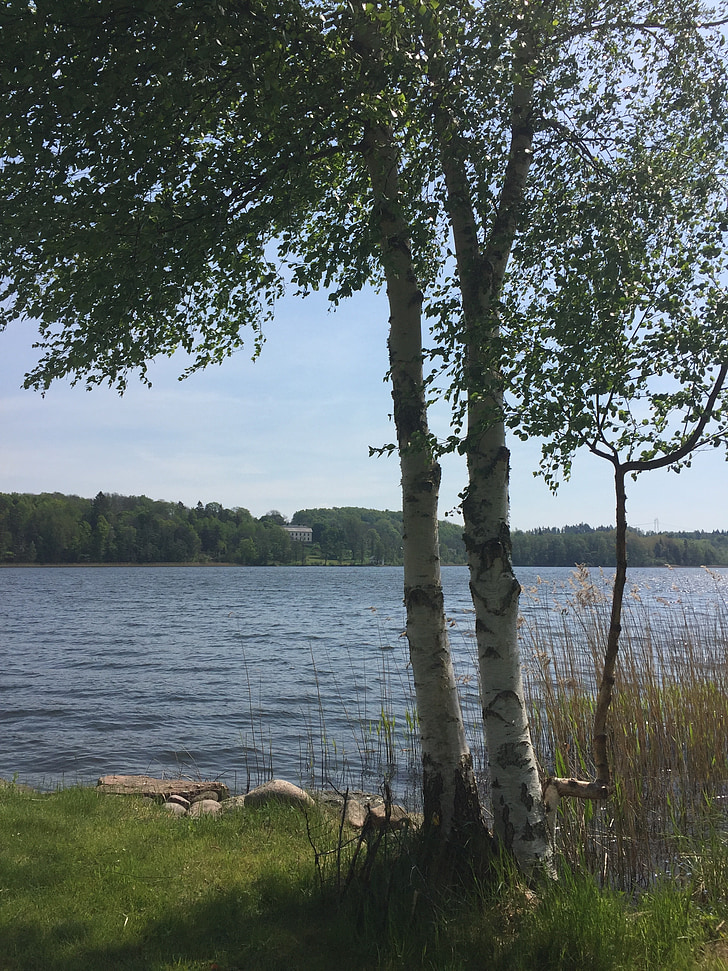 Λίμνη, σημύδες, το καλοκαίρι, βετούλης (σημύδας), φύση, δέντρο, νερό