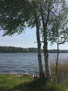 lake, birch trees, summer, birch, nature, tree, water
