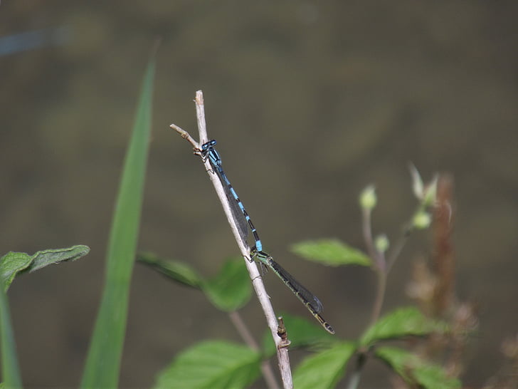 Blue bar boble, Dragonfly, insekt, natur, makro, blå dragonfly, Luk