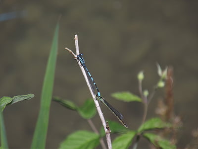 sininen Baari kupla, Dragonfly, hyönteinen, Luonto, makro, sininen dragonfly, Sulje
