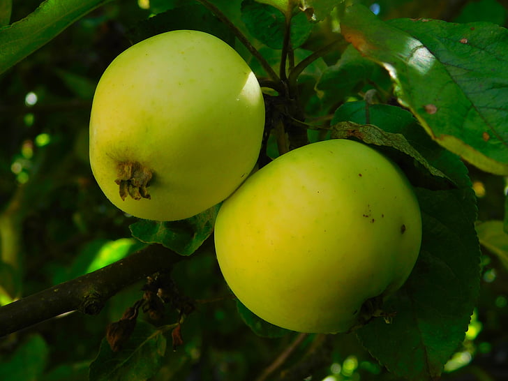 Apple, maçãs na árvore, frutas, vitaminas, frutas, saudável, verde