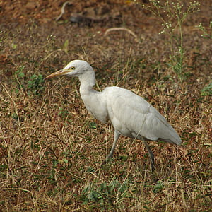 Egret, Indie, volně žijící zvířata, prostředí, Ekologie, zobák, mokřadní