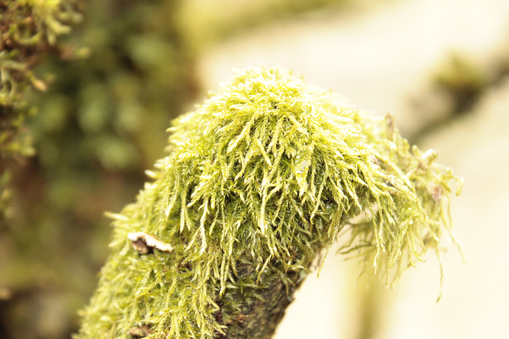 Louisiana moss, mech, strom, Tillandsia usneoides, španělský mech