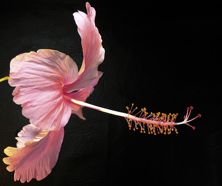 květ, květ, Bloom, Zavřít, růžová