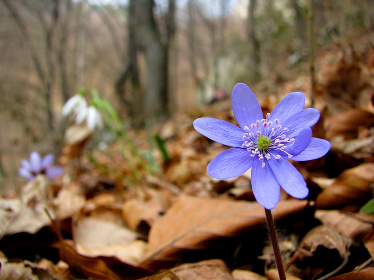 квітка, liverwort, Дейзі, квіти, Весна, ліс, долинах неподалік Краків
