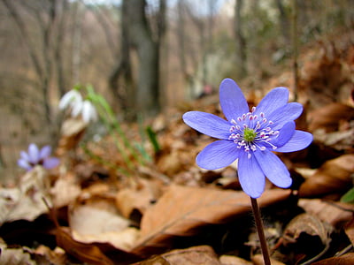 virág, liverwort, Daisy, virágok, tavaszi, erdő, völgy közelében Krakkó