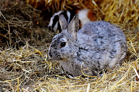 rabbit, nager, cute, hare, animal, pet, long eared