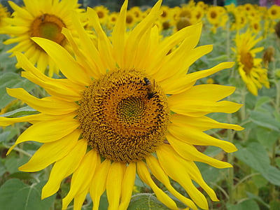 Sun flower, Hoa, Sân vườn, biểu tượng