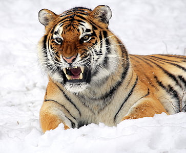 tiger, snow, growling, zoo, big cat, feline, winter