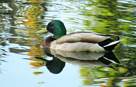 duck, mallard, bird, water, reflection, wildlife, nature