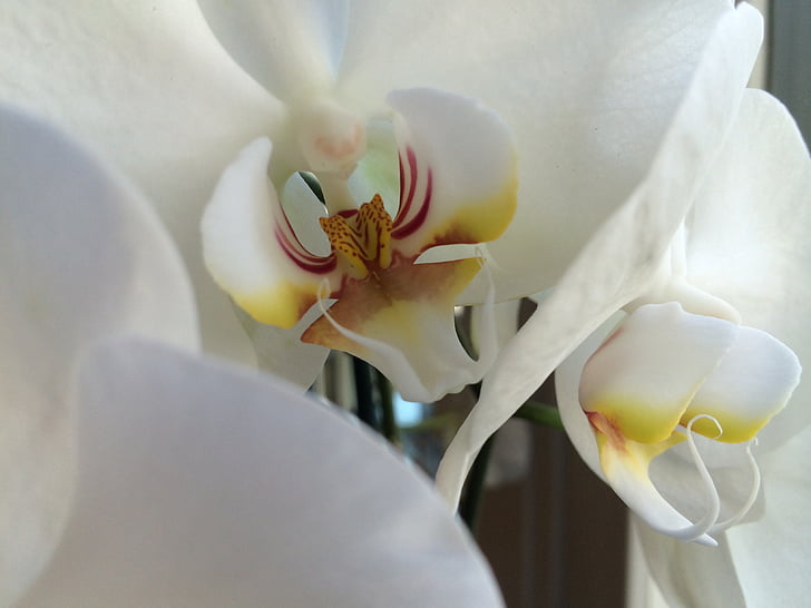 blanc, orquídia, flor, pistil, pètals de flors, planta en test