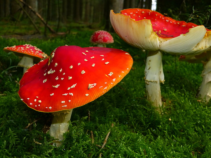 close-up, fly agaric, moss, mushrooms, toadstools