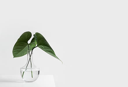 white, aesthetic, table, vase, plants, leaves, green