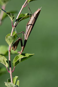 mantis di preghiera, insetto, bug, Predator, natura, Mantis, verde
