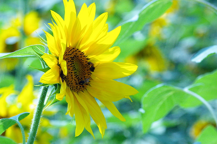 цветя, слънчоглед, слънчево, растения, жълто