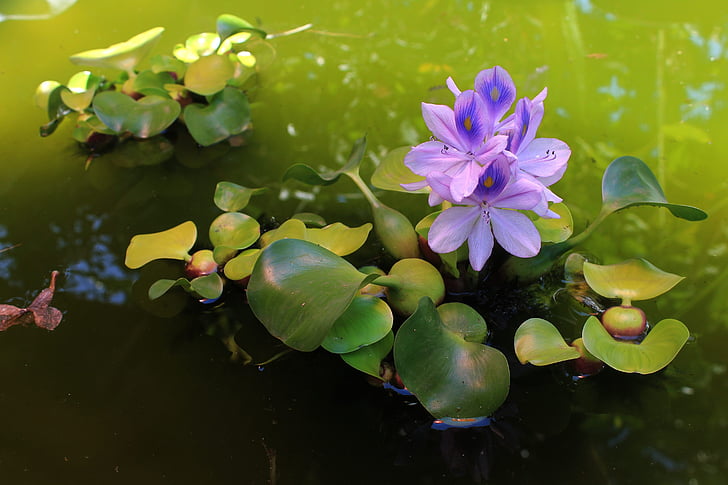 Гиацинт воды., завод, фиолетовый, Блоссом, Природа, цветок, Водяная лилия