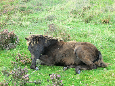 Pony, dartmoorpony, žriebä, Dartmoor, Národný park