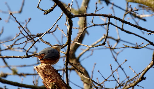nuthatch, bird, tree, branches, nature, blue, air