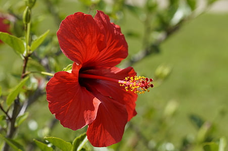 hibiscus, red, blossom, bloom, flower, mallow, malvaceae