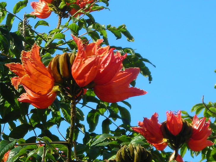 afrikai, tulipánfa, virágok, fa, narancsvörös, világos, Madeira