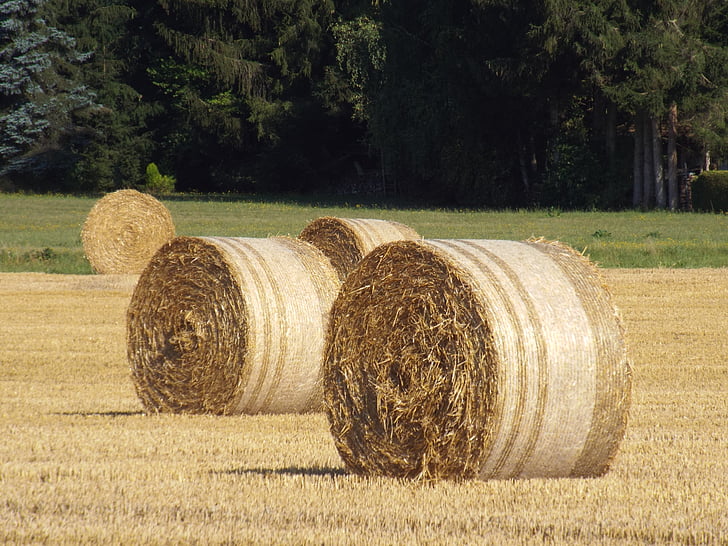 straw bales, autumn, cornfield, pet food, round bales, landscape