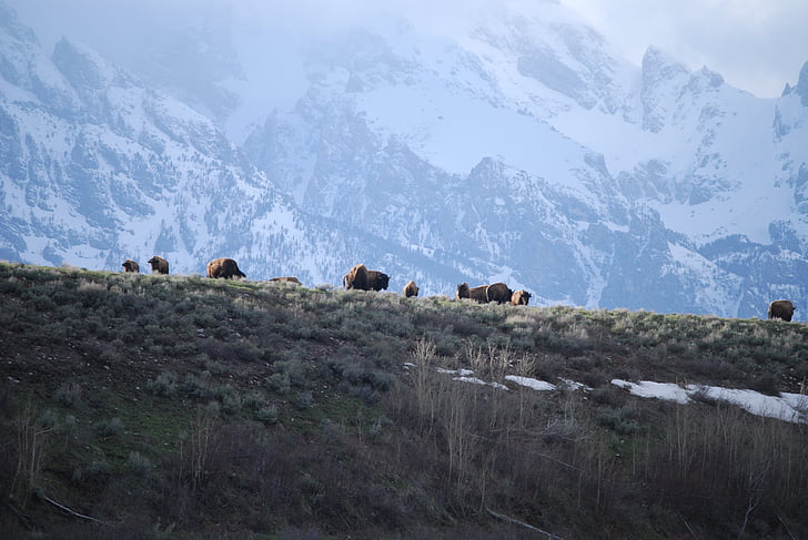 teton, grand tetons, wyoming, grand teton national park, bison, buffalo, mountain