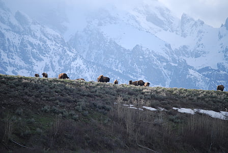 Teton, Grand tetons, Wyoming, Grand teton nationalpark, bison, Buffalo, Mountain