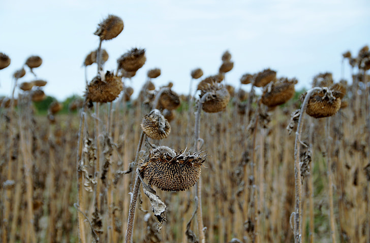 sunflower, mature, dry, withered, field, seeds, drought