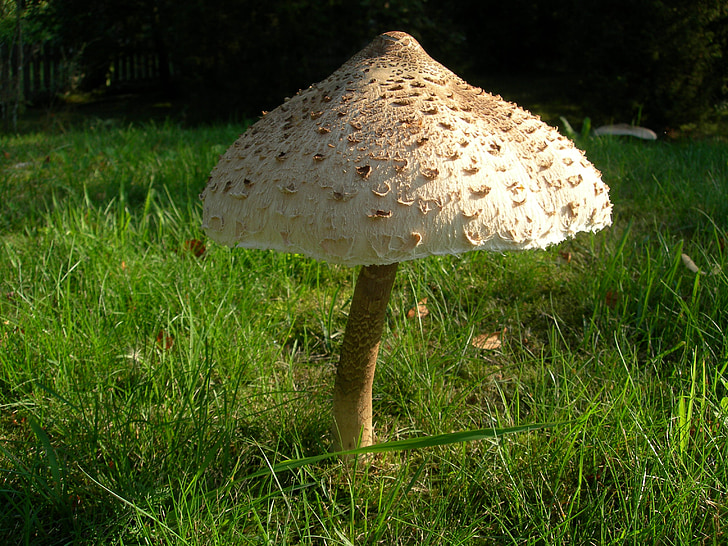 macrolepiota procera, mushroom, agaric, hat