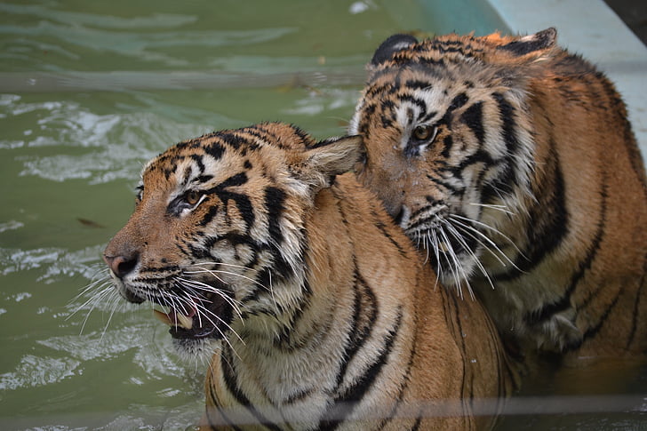 Tigre, salvaje, Tailandia, animal, naturaleza, flora y fauna, mamíferos