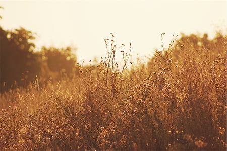sepia, photography, plants, fields, sunshine, agriculture, crop