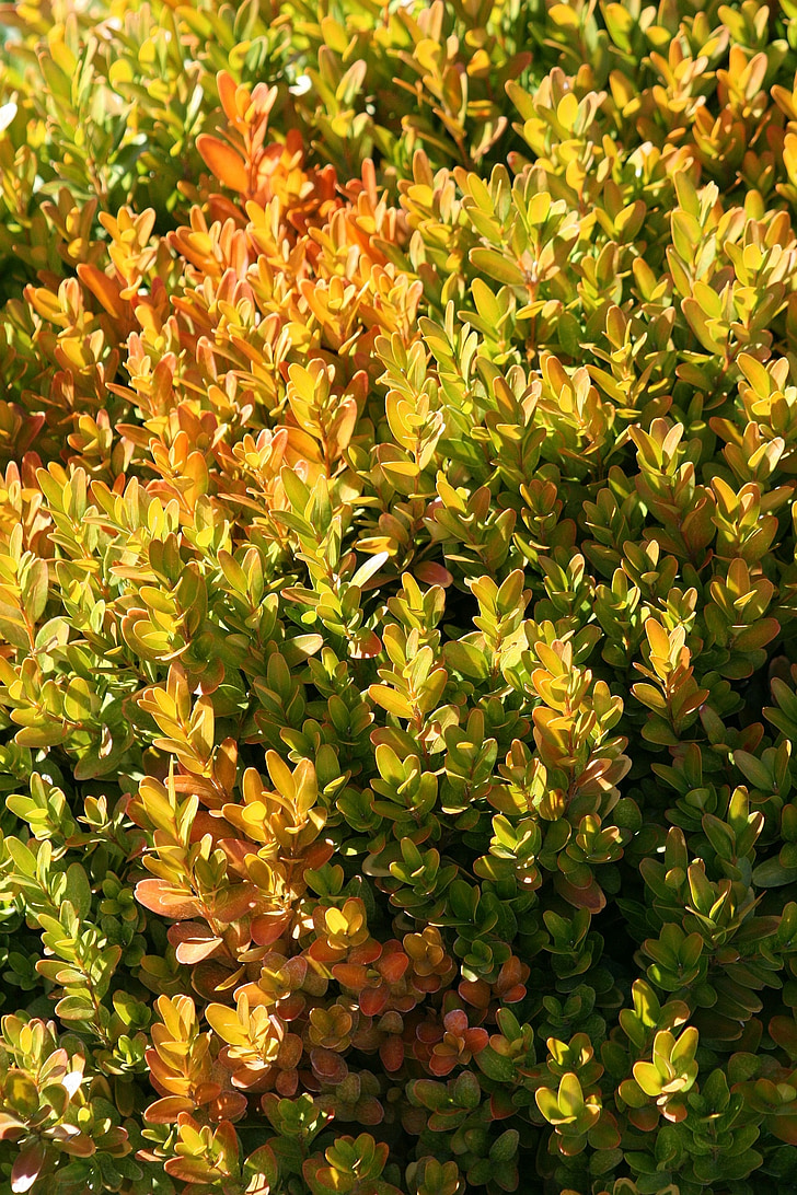 Bush, zeleno-žlté, okrasné rastliny, pobočka, Záhrada, záhradníctvo, Príroda