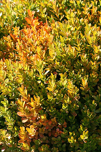 Bush, groen-geel, siergewassen, tak, Tuin, Tuinieren, natuur