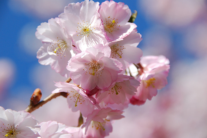 třešňový květ, jaro, kvetoucí stromy