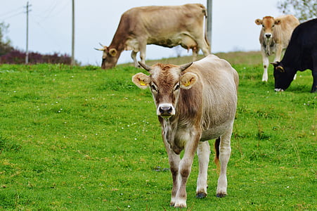 inek, Allgäu, İnekler, şirin, Gevişgetirenler, süt sığır, Mera