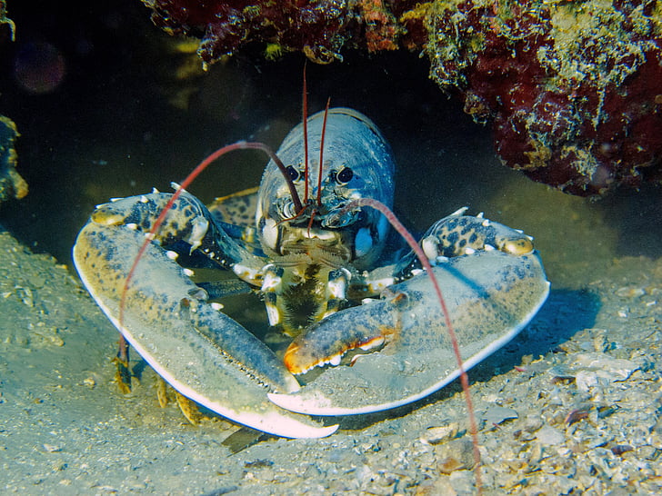 lobster, diving, croatia