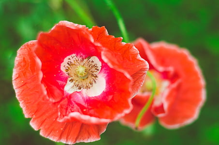 poppy, red, flower, nature, summer, outdoor, plant