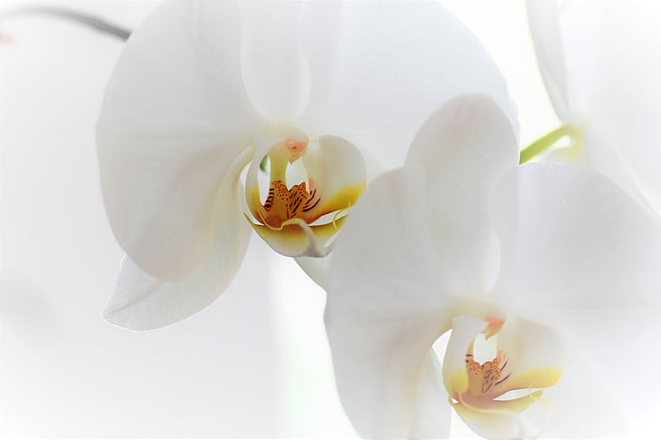 Orchid, lill, õis, Bloom, taim, loodus, valge